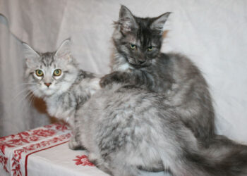 Quand le Maine Coon atteint sa taille adulte ?