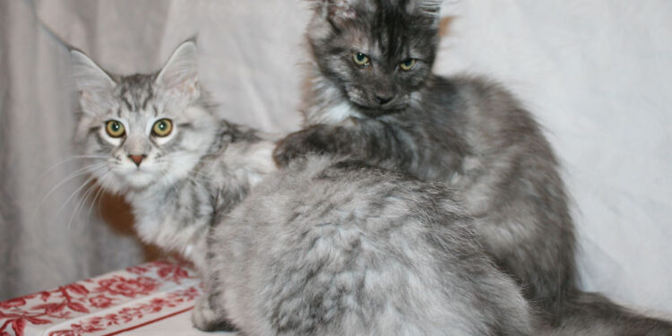 Quand le Maine Coon atteint sa taille adulte ?