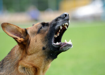 Quand le chien aboie ?