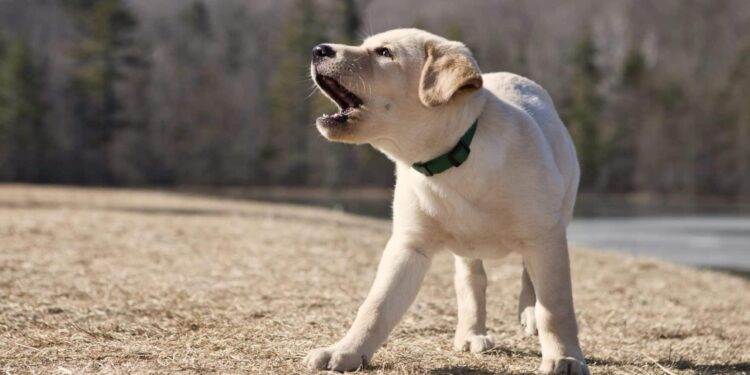 Quand le chiot commence à aboyer ?