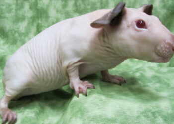 Quand le cochon d'Inde couine ?