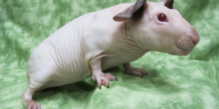 Quand le cochon d'Inde couine ?