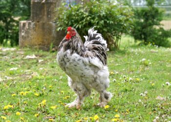 Quand le coq fécondé la poule ?