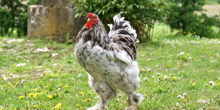 Quand le coq fécondé la poule ?