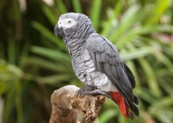 Quand le gris du Gabon mue ?