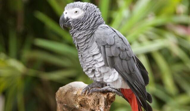 Quand le gris du Gabon mue ?