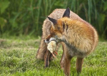Quand le renard attaque les poules ?