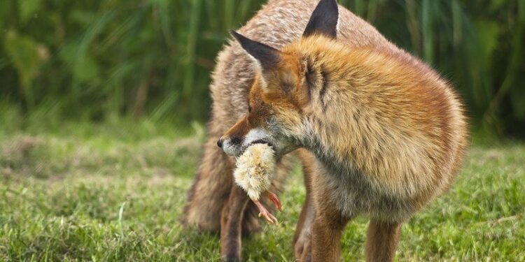 Quand le renard attaque les poules ?