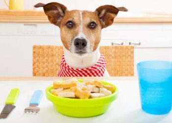 Quand les chiot arrête de téter leur mère ?