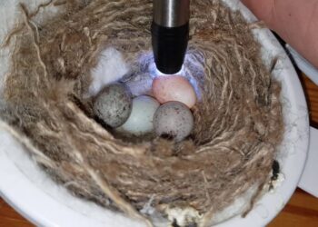 Quand les oeuf de canari éclosion ?