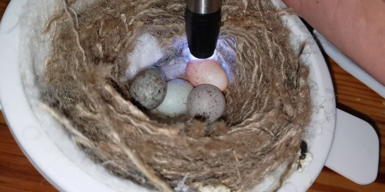 Quand les oeuf de canari éclosion ?