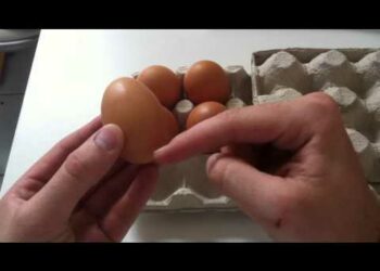 Quand les œufs éclosent ?