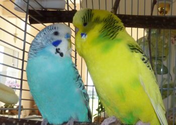 Quand les perruches s'accouplent ?