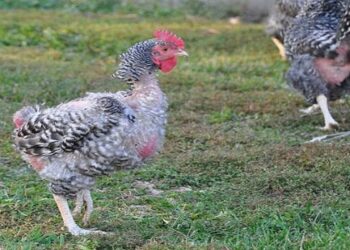 Quand les poules ne pondent plus ?