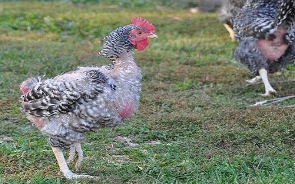 Quand les poules ne pondent plus ?