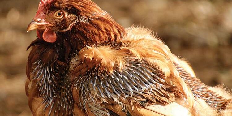 Quand les poules ne pondent plus ?