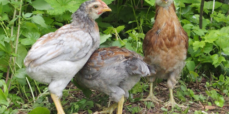 Quand les poussins peuvent aller dehors ?
