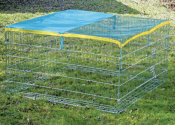 Quand les poussins peuvent dormir dehors ?