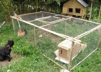 Quand les poussins peuvent dormir dehors ?