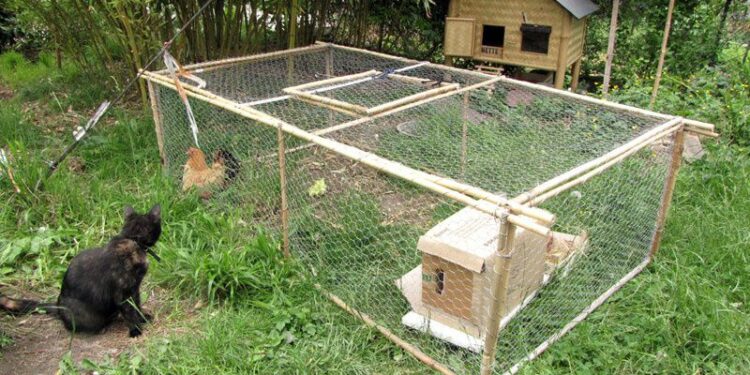 Quand les poussins peuvent dormir dehors ?