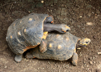 Quand les tortues s'accouplent ?