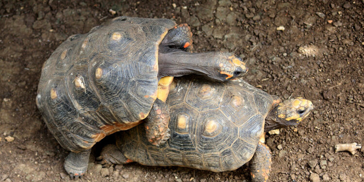 Quand les tortues s'accouplent ?