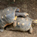 Quand les tortues s'accouplent ?