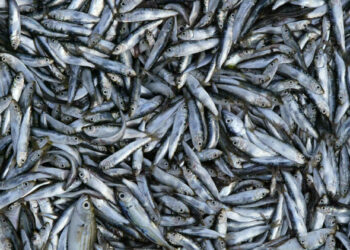 Quand mangent les poissons ?