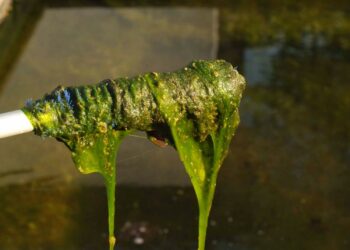 Quand mettre de l'anti algues dans une piscine ?