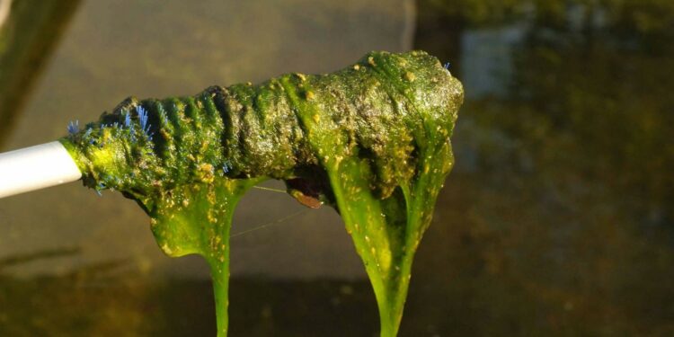 Quand mettre de l'anti algues dans une piscine ?