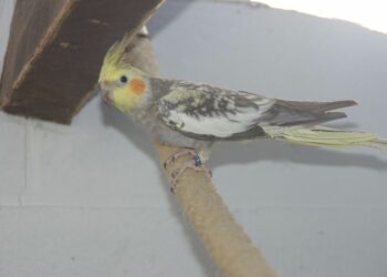 Quand mettre des perruches dehors ?