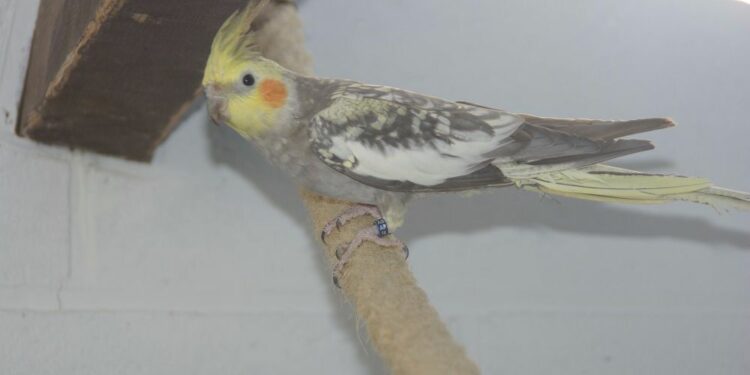 Quand mettre des perruches dehors ?