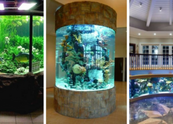 Quand mettre des poissons dans un aquarium neuf ?