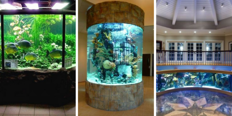 Quand mettre des poissons dans un aquarium neuf ?