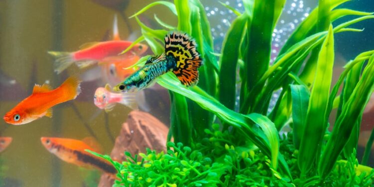 Quand mettre les alevins guppy dans l'aquarium ?