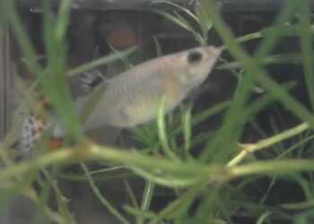 Quand mettre les bébé guppy dans l'aquarium ?
