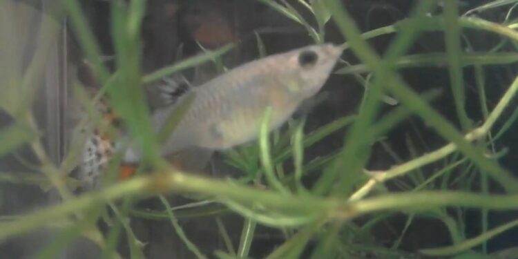 Quand mettre les bébé guppy dans l'aquarium ?