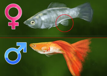 Quand mettre les bébé guppy dans l'aquarium ?