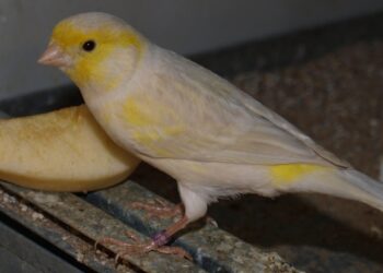 Quand mettre les nids aux canaris ?