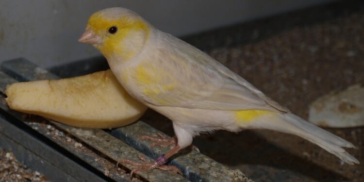 Quand mettre les nids aux canaris ?