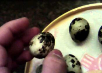 Quand mettre les œufs de caille en couveuse ?