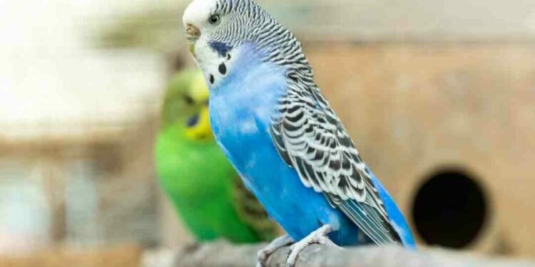 Quand mettre les perruches dehors ?