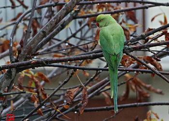 Quand mettre les perruches dehors ?