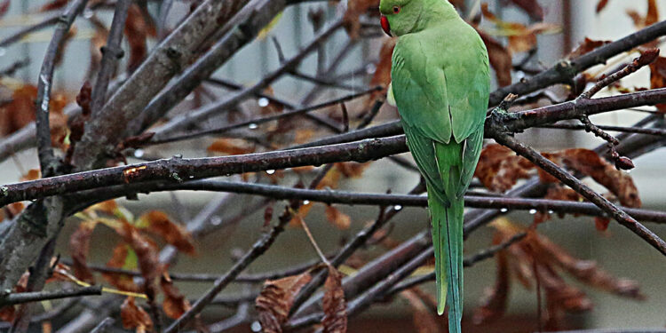 Quand mettre les perruches dehors ?