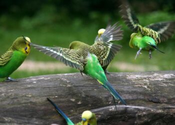 Quand mettre les perruches dehors ?