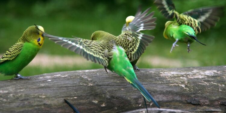 Quand mettre les perruches dehors ?