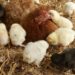 Quand mettre les poussins avec les adultes ?