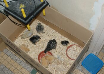 Quand mettre les poussins dans le poulailler ?