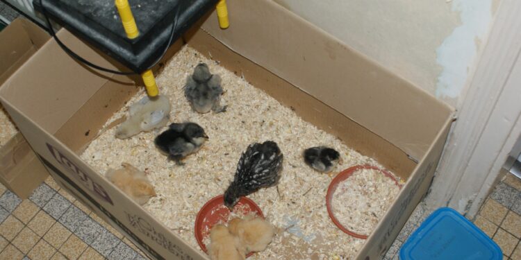 Quand mettre les poussins dans le poulailler ?