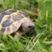 Quand mettre les tortues dehors ?